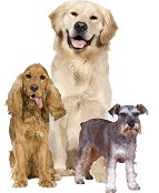 dog_group1