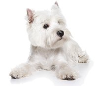 terrier174