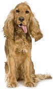 spaniel174