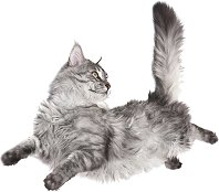 happy_jumping_cat174