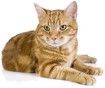 pretty_kitty174